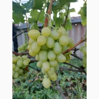 Продам виноград аркадія, лівія, ландиш