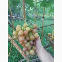 Продам виноград аркадія, лівія, ландиш
