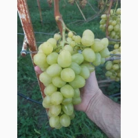 Продам виноград аркадія, лівія, ландиш
