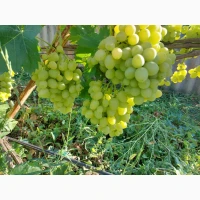 Продам виноград аркадія, лівія, ландиш