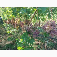 Продам виноград аркадія, лівія, ландиш