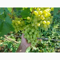 Продам виноград аркадія, лівія, ландиш