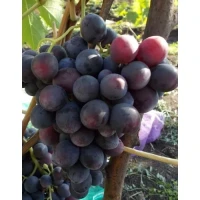 Куплю вино виноградне (100 л.)