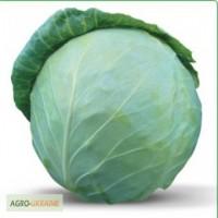 Семена белокочанной капусты HONKA F1 / ХОНКА F1 фирмы Китано