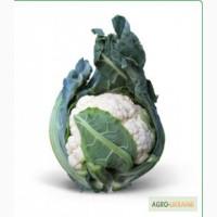 Семена цветной капусты MISORA F1 / МИСОРА F1 фирмы Китано