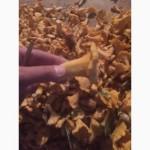 ᐉ 2017 Грибы СВЕЖИЕ ЛИСИЧКИ Цена за КГ! Купить Лисички Солёные Оптом! Фото Гриб Москва СПБ
