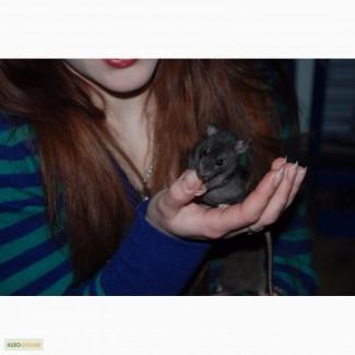 Ручные декоративные крысята черные и хаски