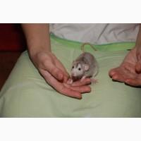 Ручные декоративные крысята черные и хаски