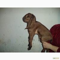 Продам Англо Нубійські кози