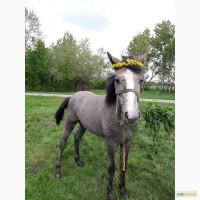 Продам жеребця