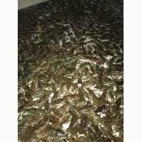 Продам оптом раки живые, свежие, вкусные