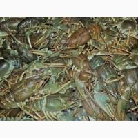 Продам оптом раки живые, свежие, вкусные
