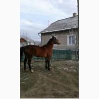 Продам кони всі питання по телеіону