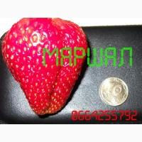 Продам саженцы клубники (садовой земляники) элитных сортов