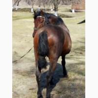 Продам коня
