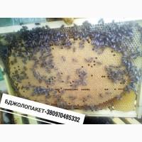 Продам бджолопакети або бджолосімї Карпатка