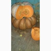 Продам тыкву рамашку
