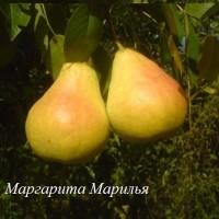 Саженцы плодовых деревьев мелкий опт