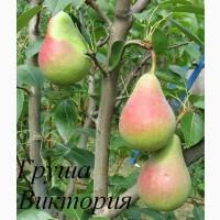 Саженцы плодовых деревьев мелкий опт