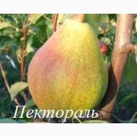 Саженцы плодовых деревьев мелкий опт
