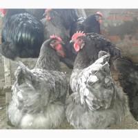 Продам циплята джерсийский гигант, инкубационное яйцо