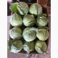 Продам капусту