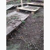 Продам Виноградную улитку