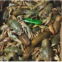 Раки живые речные