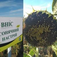 Насіння гібридів соняшнику Сонячний настрій 2019 року урожаю