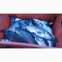 Продам свежий толстолоб