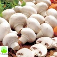 Шампіньйони (свіжий, сушений, порошок)