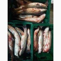 Продам Азовский пеленгас! Опт