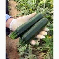 Продам кабачки (Испания)