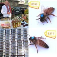 Продам матки бакфаст від племінних маток Датської селекції