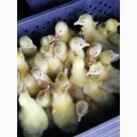 Гуси гусята крупной породы Легарт