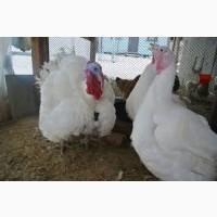 Инкубационные яйца Белая Широкогрудая