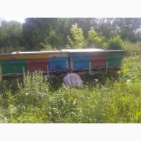 Продам пасіку