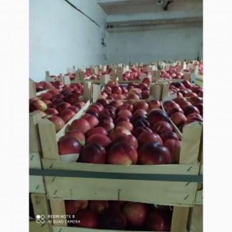 Продам нектарин