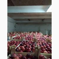 Продам нектарин