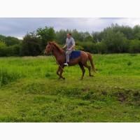 Кінь Українська Верхова