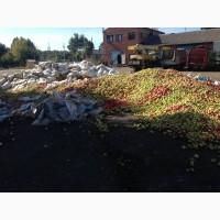 Яблоко на переработку