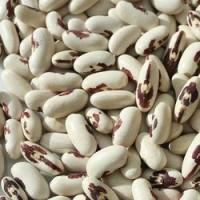 Закупаем фасоль разных сортов