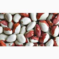 Закупаем фасоль разных сортов