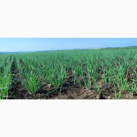 Продам лук сорта Штудгарт на выгонку пера