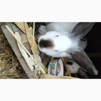 Продам кролів Каліфорнія