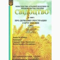 Посадимо сад волоського горіха