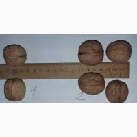 Посадимо сад волоського горіха