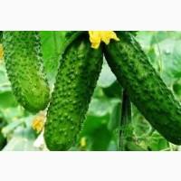 Продаж тепличних огірків