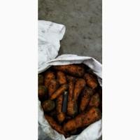 Продам морковь