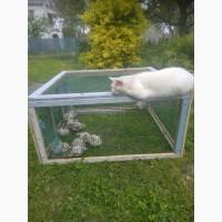 Продам курчат